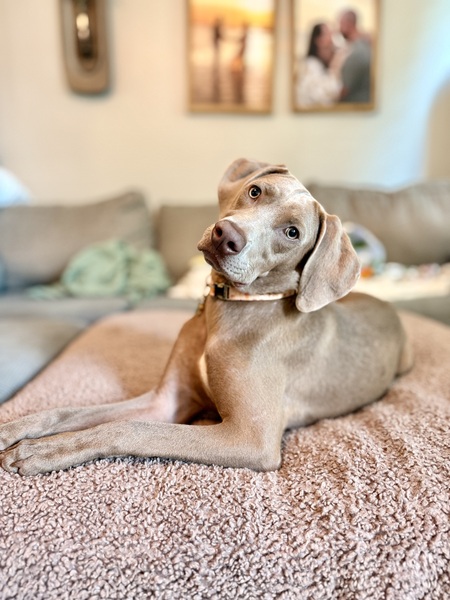 Entry image for Indie. Clicking this image will show a larger photo