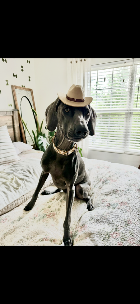 Entry image for Birdie. Clicking this image will show a larger photo