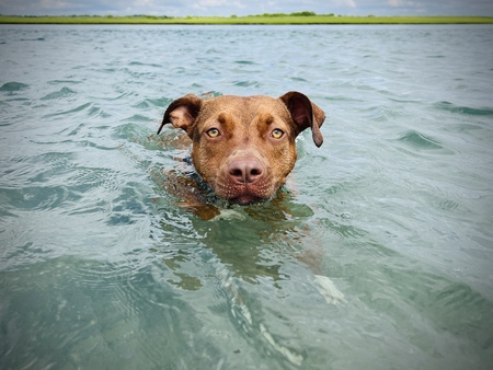 Entry image for Gator 🐊. Clicking this image will show a larger photo