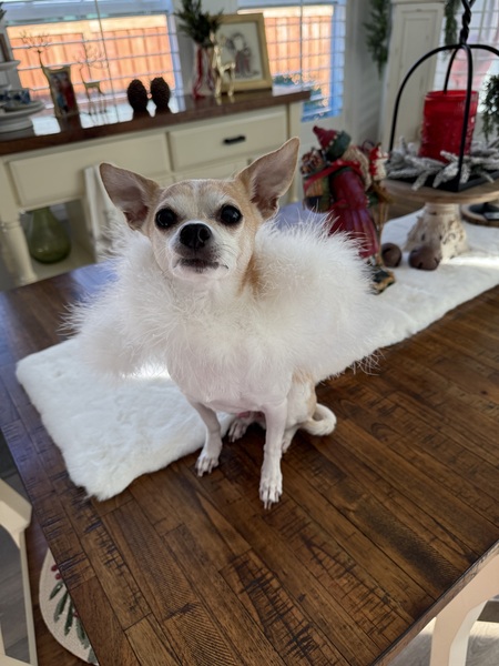 Entry image for Murphy McDermit. Clicking this image will show a larger photo