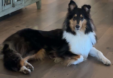 Entry image for Delilah. Clicking this image will show a larger photo