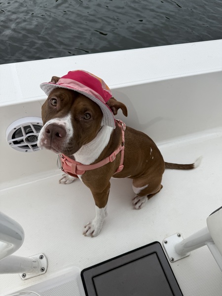 Entry image for Bird. Clicking this image will show a larger photo