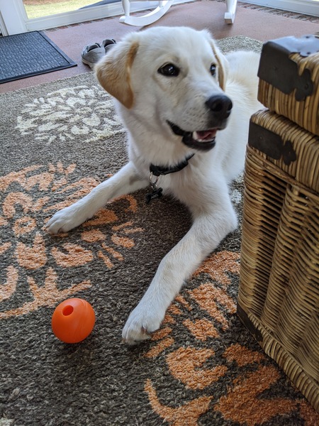 Entry image for Abel. Clicking this image will show a larger photo