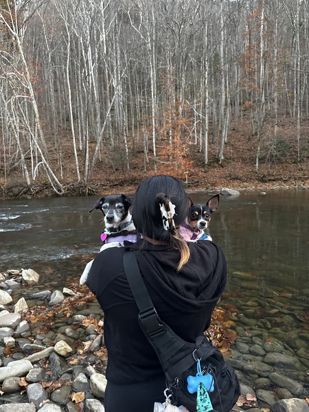 Entry image for Chichi. Clicking this image will show a larger photo