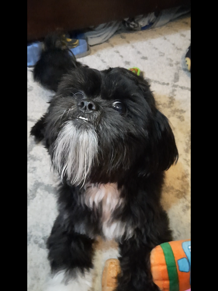 Entry image for Loki. Clicking this image will show a larger photo