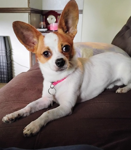 Entry image for Chewy . Clicking this image will show a larger photo