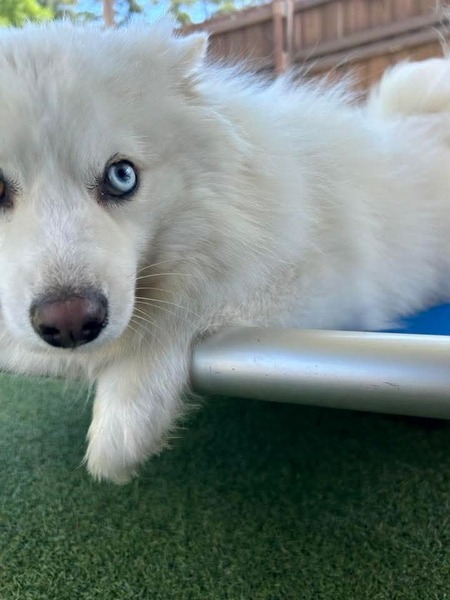 Entry image for Opie. Clicking this image will show a larger photo