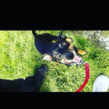 Entry image for Roxi
