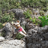 Entry image for Lucy
