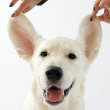 Entry image for Theo