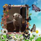 Entry image for Bart