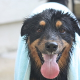 Entry image for Misha