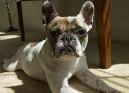 Entry image for Maia. Clicking this image will show a larger photo