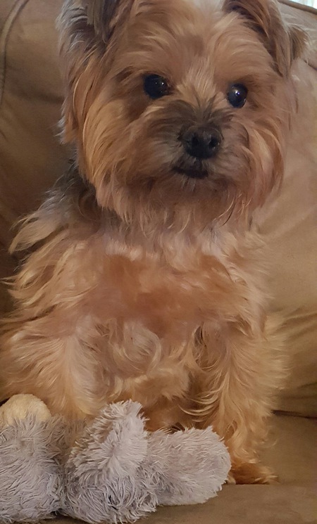 Entry image for Benny. Clicking this image will show a larger photo