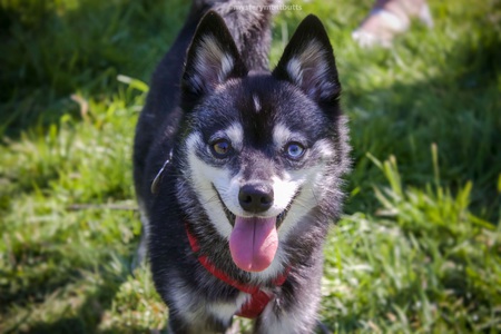 Entry image for Skye. Clicking this image will show a larger photo