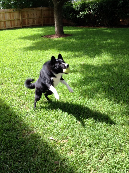 Entry image for Buddy. Clicking this image will show a larger photo