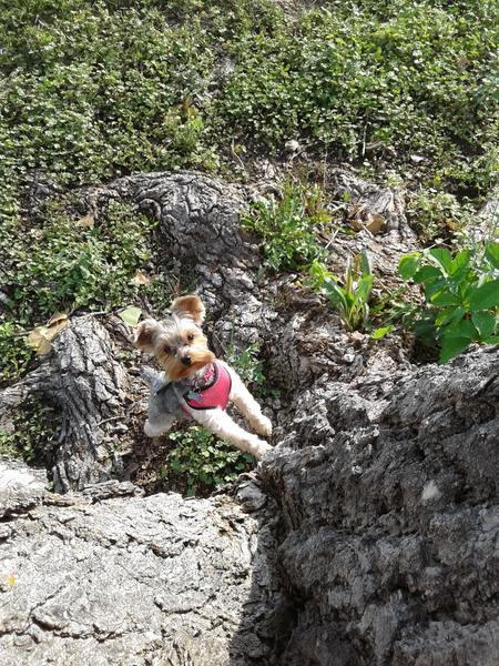Entry image for Lucy. Clicking this image will show a larger photo