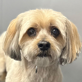 Entry image for Brownie