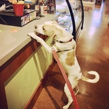 Entry image for Frankie