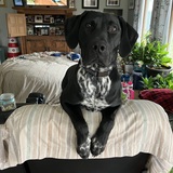 Entry image for Diageo 