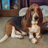 Entry image for Daisy