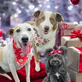 Entry image for Candace Darby Peachie 