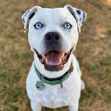 Entry image for Nacho