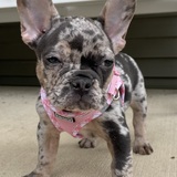 Entry image for Georgie