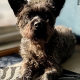 Entry image for Winston 