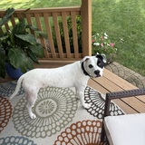 Entry image for Jojo