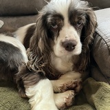 Entry image for Frankie