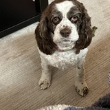 Entry image for Bailey