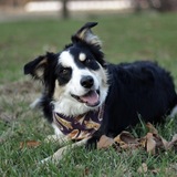 Entry image for Scout