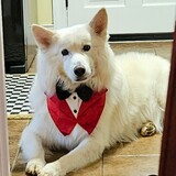 Entry image for Sir Lancelot "Lance"