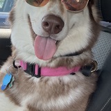 Entry image for Suki