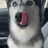 Entry image for Archie