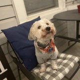 Entry image for Ollie