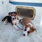 Entry image for Molly & Tilly