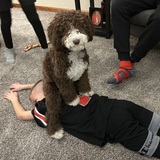 Entry image for Bean