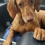 Entry image for Maggie