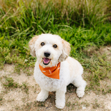 Entry image for Milo