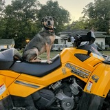 Entry image for Annie