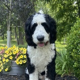 Entry image for Louie