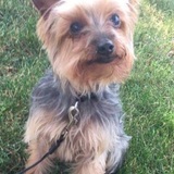 Entry image for Niko