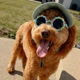 Entry image for Willow