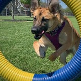 Entry image for Harley