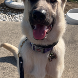 Entry image for Odessa