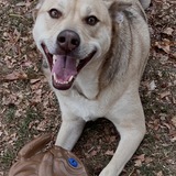 Entry image for Koda