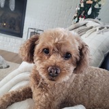 Entry image for Wookie 