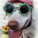 Entry image for Izabella